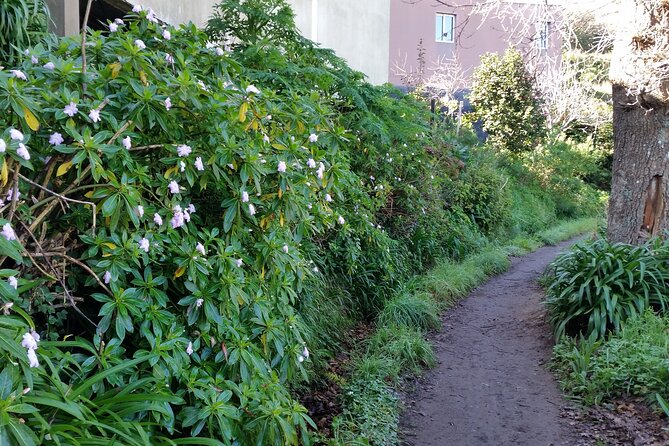 Half-Day Paradise Valley Walking Tour - Guided by Madeira Explorers for a Personalized Experience