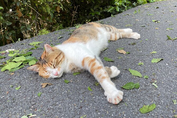 Half Day Princes' Islands Tour - Value and Limitations