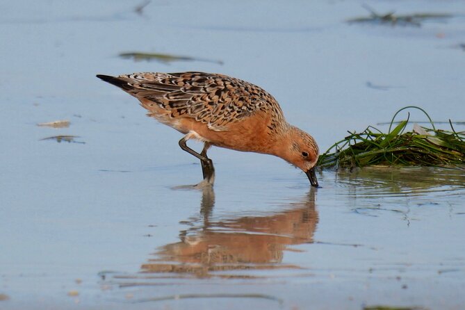 Half-Day Private Bird Tour of Fort De Soto Park in St. Petersburg - 2 person max - What to Expect During the Birding Experience