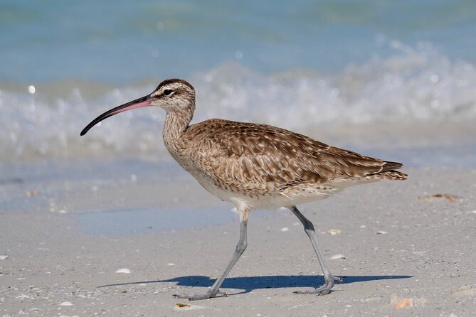 Half-Day Private Bird Tour of Fort De Soto Park in St. Petersburg - 2 person max - Value and Cost: Is This Tour Worth It?