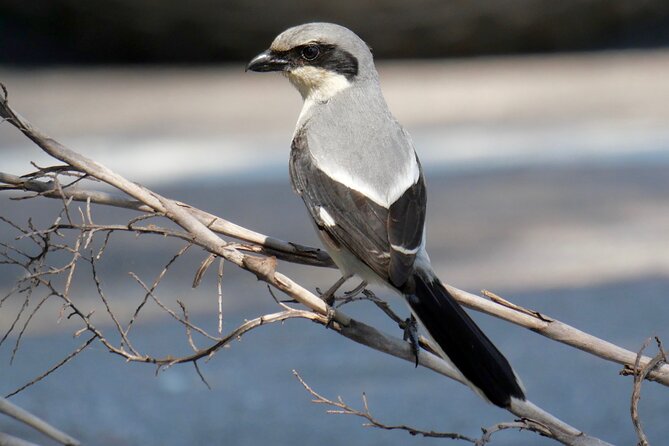 Half-Day Private Bird Tour of Fort De Soto Park in St. Petersburg - 2 person max - Who Should Consider This Tour?