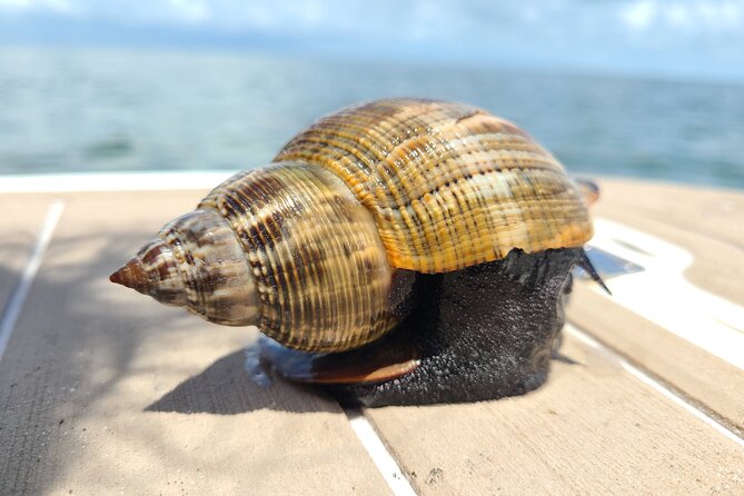 Half-Day Private Boating On Avalon Funship - Clearwater Beach - Activities Included in the Private Boat Tour