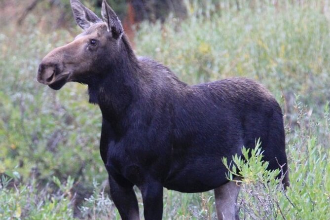 Half-Day Private Breathtaking Tour in Grand Teton National Park - Wildlife Viewing Opportunities During the Tour
