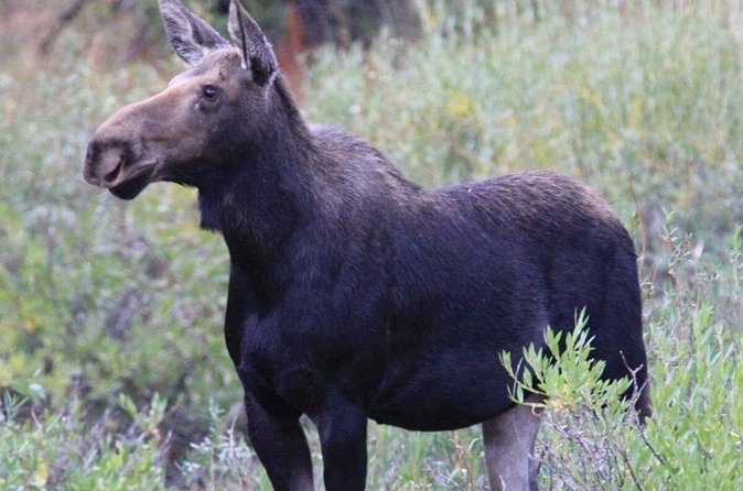 Half-Day Private Breathtaking Tour in Grand Teton National Park - Logistics and Group Size: Personalized and Convenient