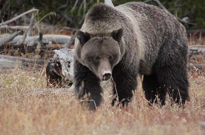 Half-Day Private Breathtaking Tour in Grand Teton National Park - The Availability and Booking Considerations
