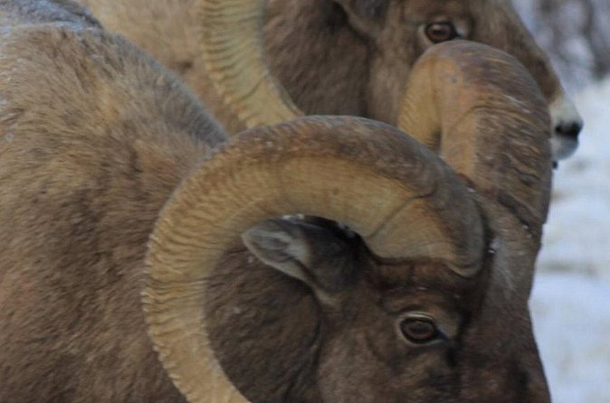 Half-Day Private Breathtaking Tour in Grand Teton National Park - Comparing This Tour to Other Experiences in Jackson Hole