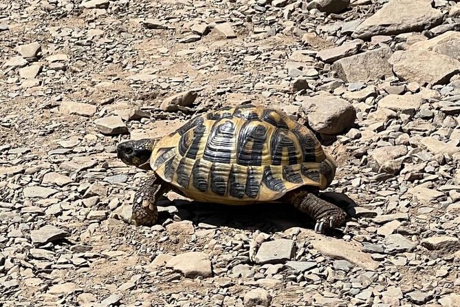 Half Day Private Guided Exclusive Hiking Experiences in Menorca - Meeting Points and Operating Hours