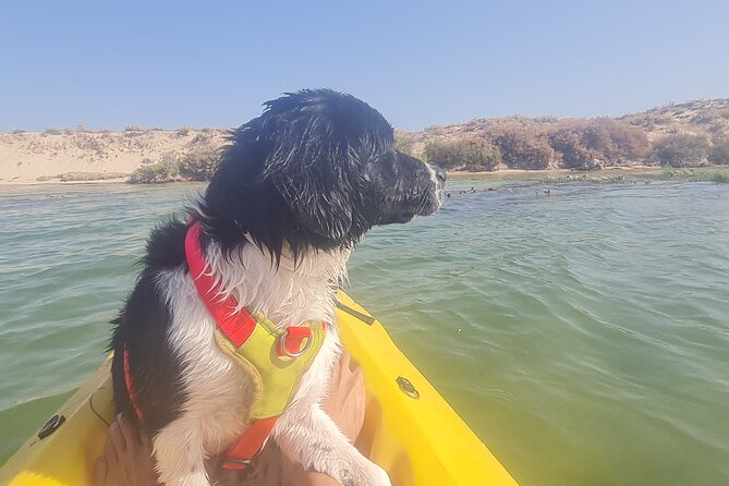 Half-Day Private Guided Kayak Island Tour - Key Points