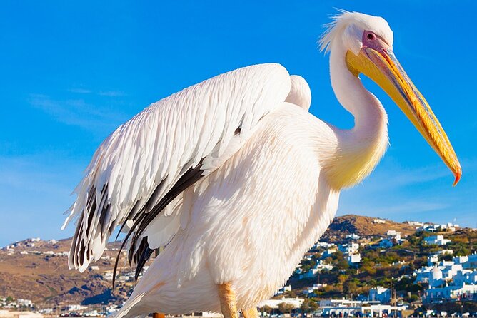 Half-Day Private Guided Tour in Mykonos up to 6 - Key Points