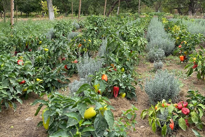 Half-Day Private Guided Tour of Orheiul Vechi and a Farmhouse - Walking Through the Cave Monastery and Natural Landscape