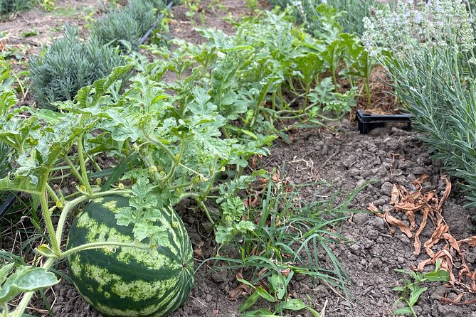 Half-Day Private Guided Tour of Orheiul Vechi and a Farmhouse - Practical Details: Meeting Point, Duration, and Group Size