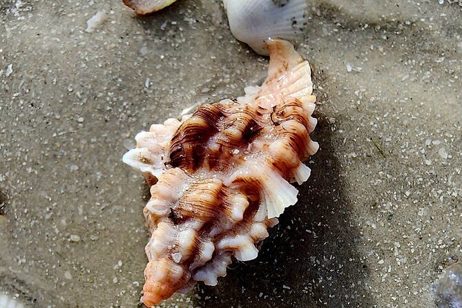 Half Day Private Shelling Dolphin EcoTour in 10 000 Island Marco - Unique Shelling Adventure in the Ten Thousand Islands