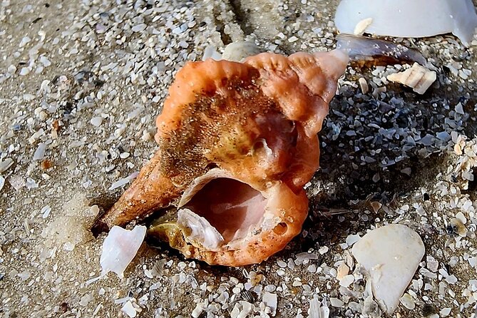 Half Day Private Shelling Dolphin EcoTour in 10 000 Island Marco - The Experience with a Local Skipper