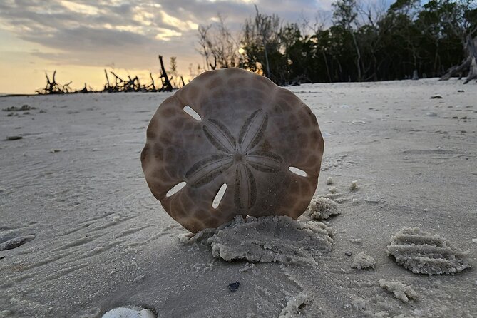 Half Day Private Shelling Dolphin EcoTour in 10 000 Island Marco - Weather Considerations and Cancellation Policy