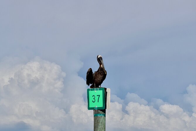 Half-Day Private Tiki Boat Beach Tour from Fort Myers - Why Captain Kate and Tiny Tiki Tours Stand Out