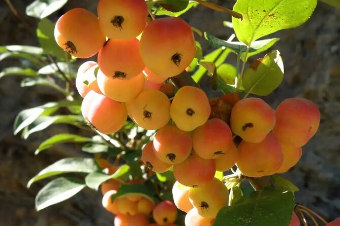 Half Day Private Tour to Botanical Garden in Chania - What’s Included in the Tour Package