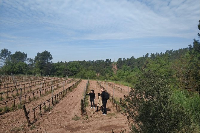 Half Day Private Wine & Oil Tasting Tour near Barcelona with hotel pick up - Who Will Appreciate This Tour Most