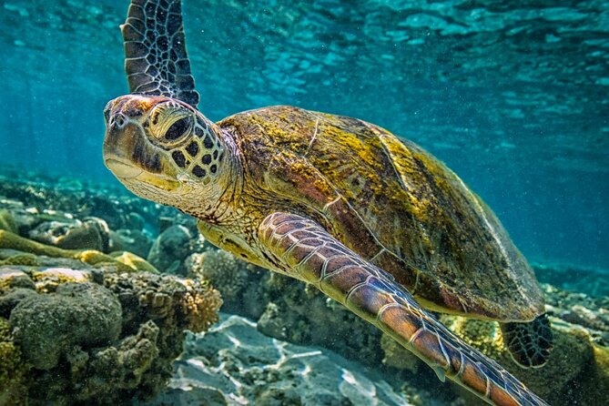 Half-Day Puerto Morelos Snorkeling Experience with Lunch - Snorkel the Pristine Reef of Puerto Morelos