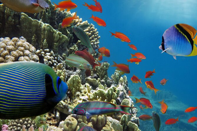 Half-Day Puerto Morelos Snorkeling Experience with Lunch - Marine Life and Reef Preservation