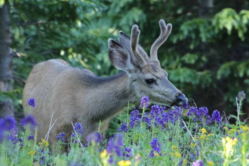 Half-Day RMNP Lakes and Meadows Tour-RMNPhotographer - Logistics and Accessibility for a Comfortable Experience