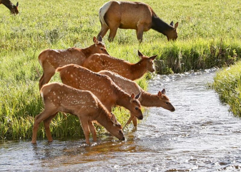 Half-Day RMNP Mountains to Sky Tour-RMNPhotographer - Visiting Mountain Meadows, Alluvial Fan, and Other Scenic Stops