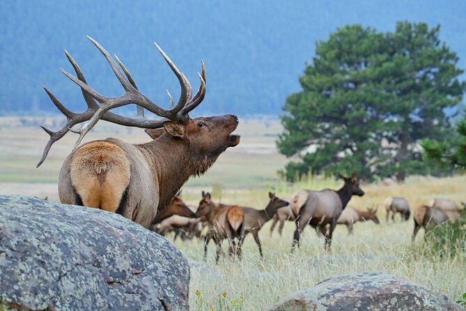 Half-Day Rocky Mountain National Park "Lake and Meadows Tour" - Highlights of Lakes, Meadows, and Wildlife Viewing