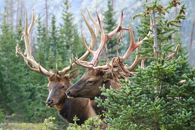 Half-Day Rocky Mountain National Park "Lake and Meadows Tour" - The Park’s Entrance and Ticketing Process