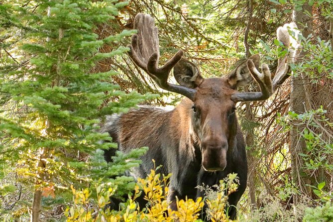 Half-Day Rocky Mountain National Park "Lake and Meadows Tour" - Flexibility and Privacy Make This Tour Unique