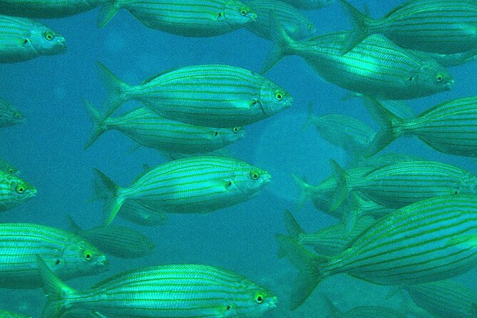 Half-Day Sailing Excursion - Weather Conditions and Cancellation Policy