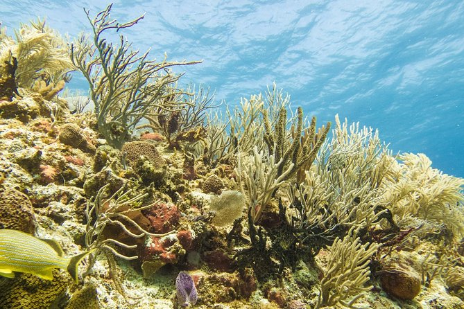 Half-Day Scuba Diving in Playa del Carmen for Small-Group - Marine Life Encounters and Reef Diversity