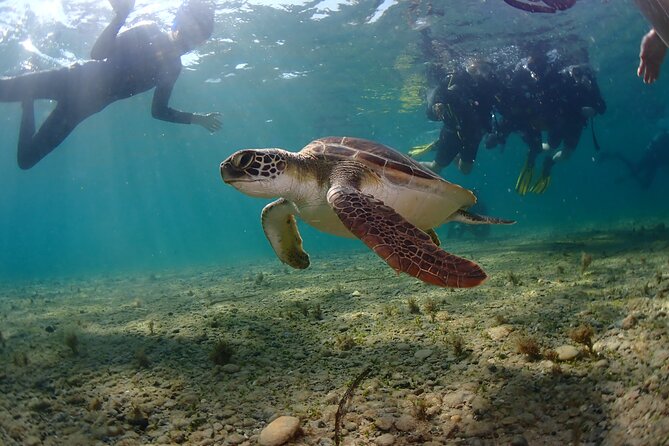 Half-Day Scuba Diving Tour - Discover Scuba Diving! - Optional Underwater Photos and Videos