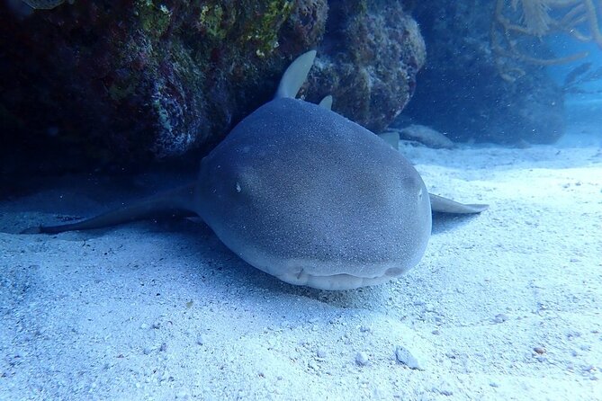 Half Day Scuba Diving Trip in the Florida Keys - The Sum Up: A Solid Choice for Diving in Key Largo