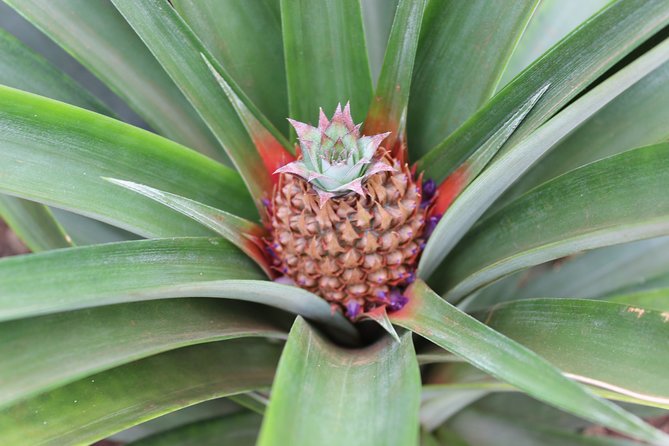 Half Day Sete Cidades (West side of the Island) - Starting Point: Ponta Delgada and Optional Pickup