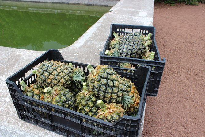 Half Day Sete Cidades (West side of the Island) - Ascending to the Escalvado Viewpoint’s Dramatic Cliffs