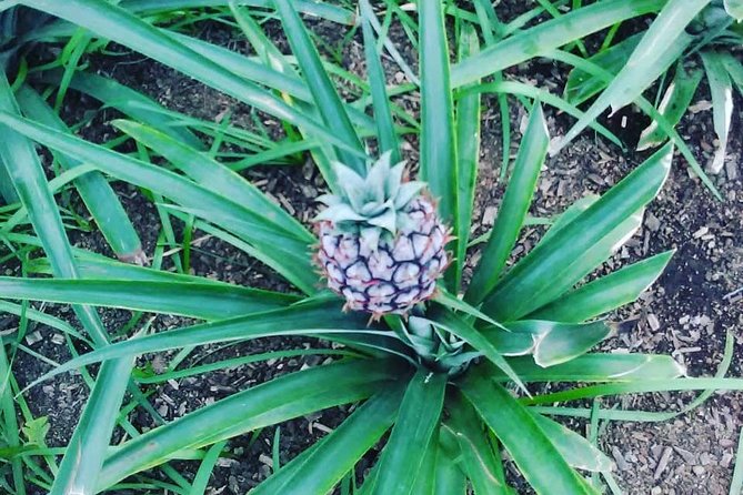 Half Day Seven Cities Tour | Half Day Seven Cities Tour (Min. 2 Persons) - Visiting the Pineapple Greenhouses and Tasting Artisan Liquor