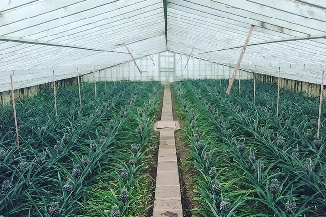 Half Day Seven Cities Tour | Half Day Seven Cities Tour (Min. 2 Persons) - Convenient Logistics and Comfortable Transportation