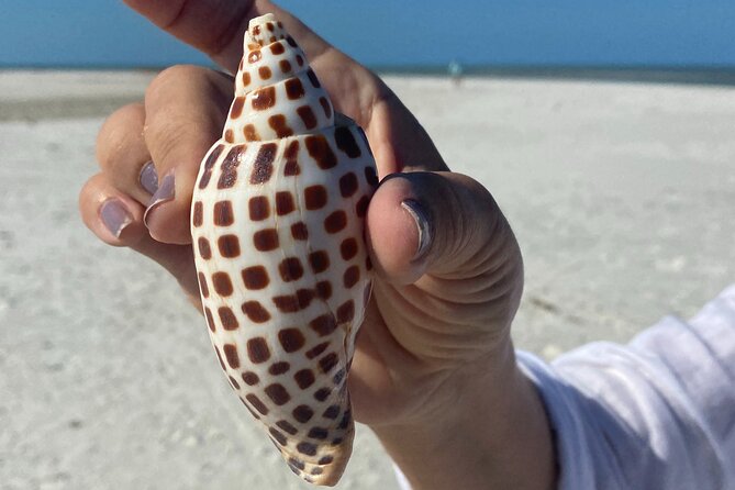 Half Day Shelling Dolphin Eco Tour in 10 000 Island and Marco - Key Points