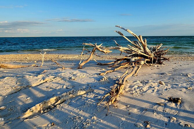 Half Day Shelling Dolphin Eco Tour in 10 000 Island and Marco - Introduction to the Half Day Shelling & Dolphin Eco Tour