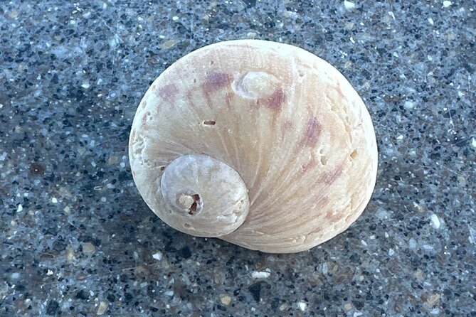 Half Day Shelling Dolphin Eco Tour in 10 000 Island and Marco - The Intimate Small-Group Atmosphere