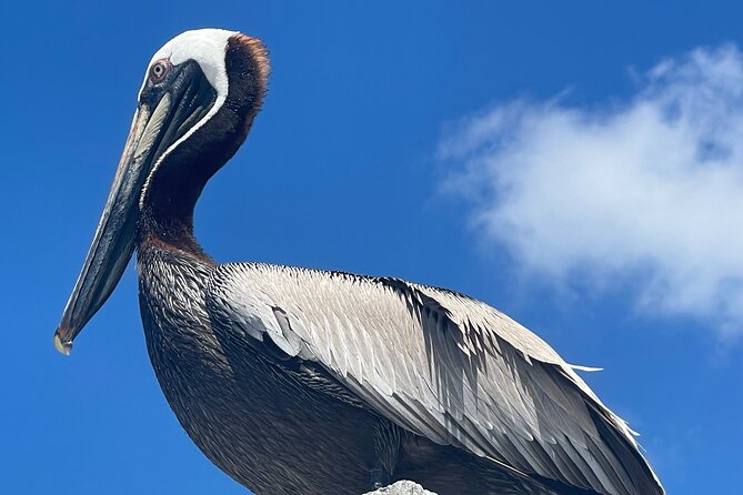 Half Day Shelling Dolphin Eco Tour in 10 000 Island and Marco - The Guides Role in Shelling and Wildlife