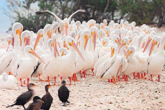 Half Day Shelling Dolphin Eco Tour in 10 000 Island and Marco - The Experience with Captain Joey and Captain Paul