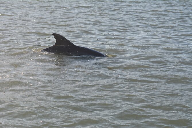 Half Day Shelling Dolphin Eco Tour in 10 000 Island and Marco - Pacing, Duration, and Overall Value