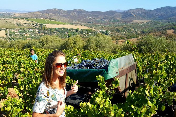 Half-Day Small-Group Wine Experience with Wine Expert from Cagliari - Sardinian Wine Land: Exploring the Parteolla Region