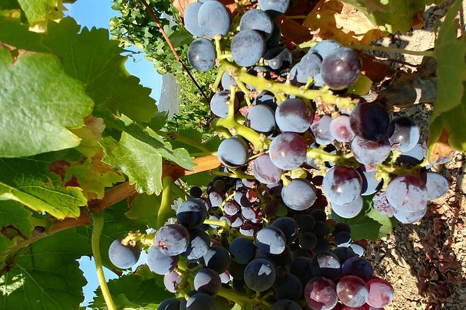 Half-Day Small-Group Wine Experience with Wine Expert from Cagliari - Sardinian Cuisine: Savoring Local Specialties