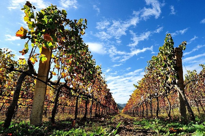 Half-Day Small-Group Wine Experience with Wine Expert from Cagliari - The Experience of the Guides: Franco and Giuseppe