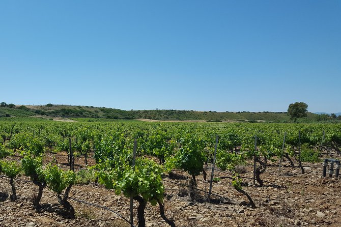 Half-Day Small-Group Wine Experience with Wine Expert from Cagliari - Who Will Appreciate This Wine Experience?