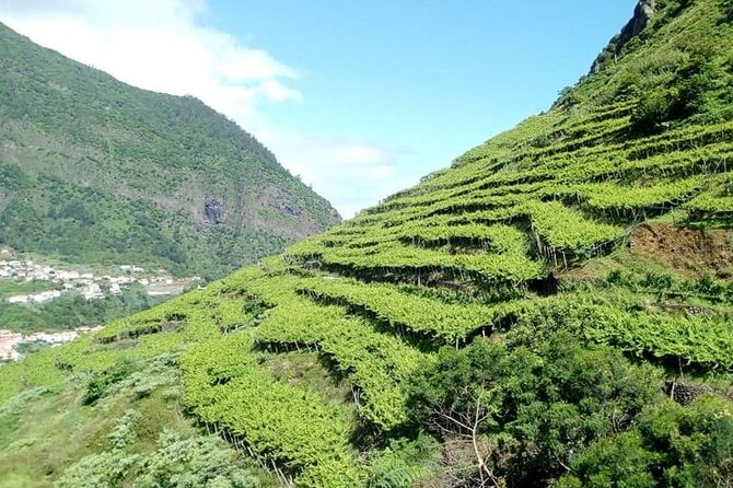 Half-Day Small-Group Wine Tour in Madeira - Madeira’s Small-Group Wine Tour Offers a Rich Introduction to Local Wine