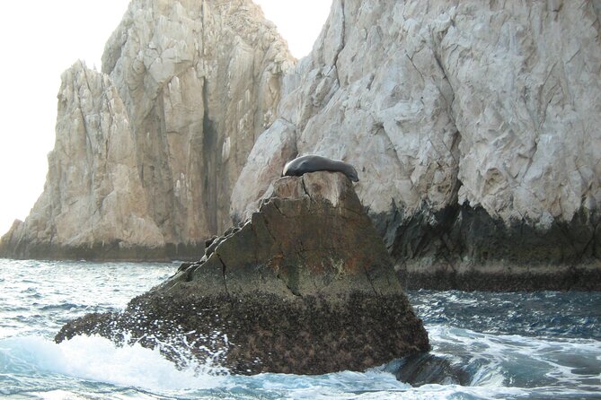 Half-Day Snorkel Experience and Party Catamaran in Los Cabos! + Round Trip - Logistics: Pickup and Group Size