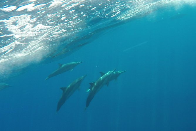 Half Day Snorkel to Lanai from Kaanapali Beach + Dolphin Search - The Shoreline of Lanai: An Untouched Marine Sanctuary