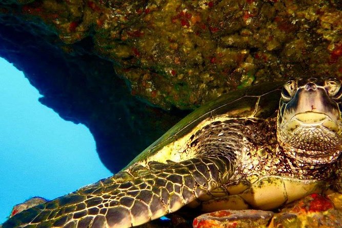 Half Day Snorkel to Lanai from Kaanapali Beach + Dolphin Search - Physical Requirements and Accessibility Considerations